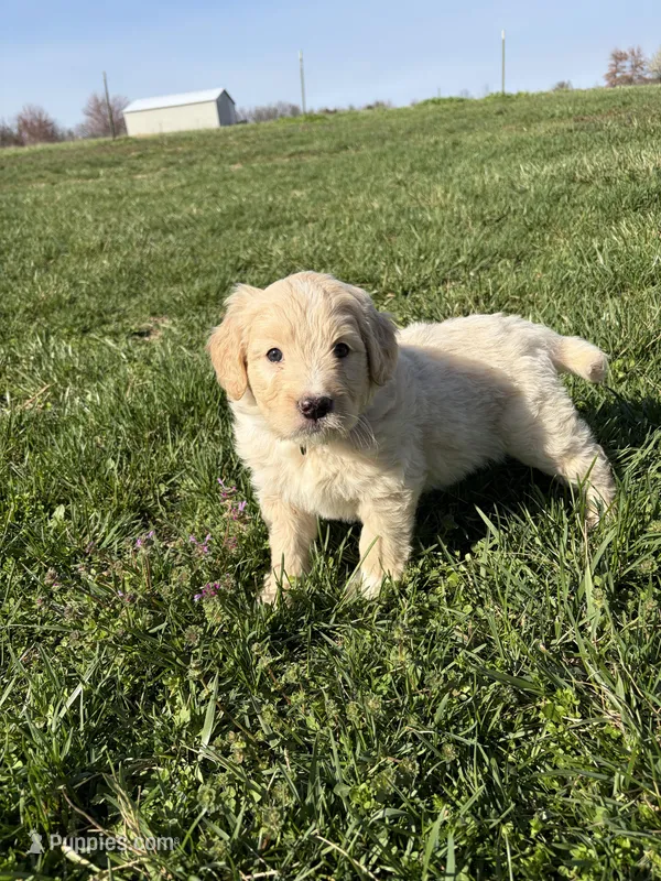 Goldendoodle – Goldendoodle puppy for sale in Fair Grove, MO
