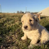 Goldendoodle, a female Goldendoodle for sale in Fair Grove, MO – Photo 2 of 10