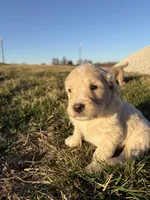 Goldendoodle Puppy 7, a female Goldendoodle for sale in Fair Grove, MO – Photo 2 of 10
