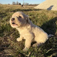 Goldendoodle, a female Goldendoodle for sale in Fair Grove, MO – Photo 8 of 10