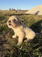 Goldendoodle Puppy 7, a female Goldendoodle for sale in Fair Grove, MO – Photo 8 of 10