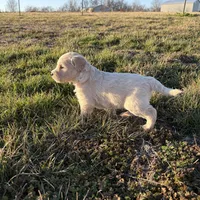 Goldendoodle, a female Goldendoodle for sale in Fair Grove, MO – Photo 10 of 10