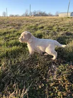 Goldendoodle Puppy 7, a female Goldendoodle for sale in Fair Grove, MO – Photo 10 of 10