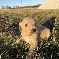 Goldendoodle, a female Goldendoodle for sale in Fair Grove, MO – Photo 4 of 8