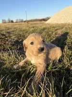 Goldendoodle Puppy 5, a female Goldendoodle for sale in Fair Grove, MO – Photo 4 of 8