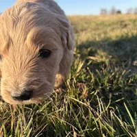 Goldendoodle, a female Goldendoodle for sale in Fair Grove, MO – Photo 3 of 8