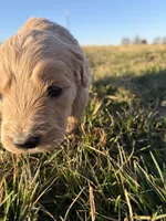 Goldendoodle Puppy 5, a female Goldendoodle for sale in Fair Grove, MO – Photo 3 of 8