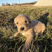Goldendoodle, a female Goldendoodle for sale in Fair Grove, MO – Photo 5 of 8