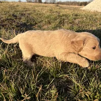 Goldendoodle, a female Goldendoodle for sale in Fair Grove, MO – Photo 8 of 8