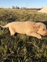 Goldendoodle Puppy 5, a female Goldendoodle for sale in Fair Grove, MO – Photo 8 of 8