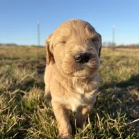 Goldendoodle, a female Goldendoodle for sale in Fair Grove, MO – Photo 1 of 8