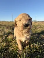 Goldendoodle Puppy 5, a female Goldendoodle for sale in Fair Grove, MO – Photo 1 of 8