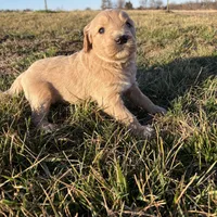 Goldendoodle, a female Goldendoodle for sale in Fair Grove, MO – Photo 6 of 8