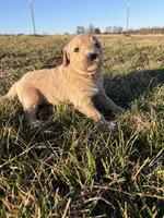 Goldendoodle Puppy 5, a female Goldendoodle for sale in Fair Grove, MO – Photo 6 of 8