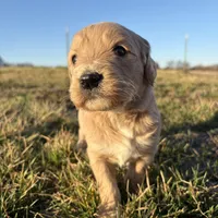 Goldendoodle, a female Goldendoodle for sale in Fair Grove, MO – Photo 2 of 8