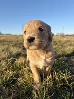 Goldendoodle Puppy 5, a female Goldendoodle for sale in Fair Grove, MO – Photo 2 of 8