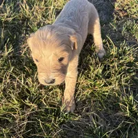 Goldendoodle, a female Goldendoodle for sale in Fair Grove, MO – Photo 7 of 8