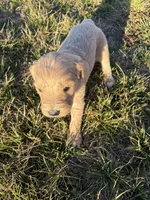 Goldendoodle Puppy 5, a female Goldendoodle for sale in Fair Grove, MO – Photo 7 of 8