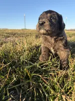 Goldendoodle Puppy 3, a female Goldendoodle for sale in Fair Grove, MO – Photo 5 of 6