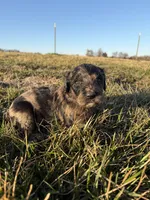 Goldendoodle Puppy 3, a female Goldendoodle for sale in Fair Grove, MO – Photo 3 of 6