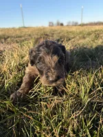 Goldendoodle Puppy 3, a female Goldendoodle for sale in Fair Grove, MO – Photo 1 of 6