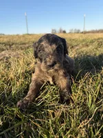 Goldendoodle Puppy 3, a female Goldendoodle for sale in Fair Grove, MO – Photo 2 of 6