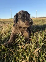 Goldendoodle Puppy 3, a female Goldendoodle for sale in Fair Grove, MO – Photo 4 of 6