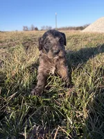 Goldendoodle Puppy 3, a female Goldendoodle for sale in Fair Grove, MO – Photo 6 of 6