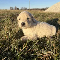 Goldendoodle, a male Goldendoodle for sale in Fair Grove, MO – Photo 4 of 5