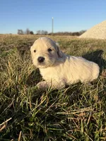 Goldendoodle Puppy 4, a male Goldendoodle for sale in Fair Grove, MO – Photo 4 of 5