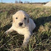 Goldendoodle, a male Goldendoodle for sale in Fair Grove, MO – Photo 2 of 5