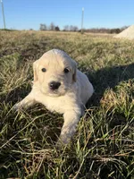 Goldendoodle Puppy 4, a male Goldendoodle for sale in Fair Grove, MO – Photo 2 of 5