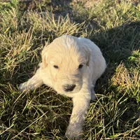 Goldendoodle, a male Goldendoodle for sale in Fair Grove, MO – Photo 5 of 5