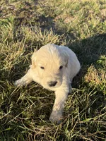 Goldendoodle Puppy 4, a male Goldendoodle for sale in Fair Grove, MO – Photo 5 of 5