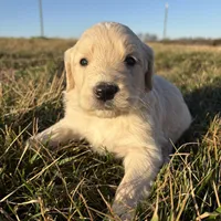 Goldendoodle, a male Goldendoodle for sale in Fair Grove, MO – Photo 1 of 5