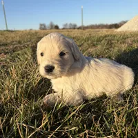 Goldendoodle, a male Goldendoodle for sale in Fair Grove, MO – Photo 3 of 5