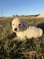 Goldendoodle Puppy 4, a male Goldendoodle for sale in Fair Grove, MO – Photo 3 of 5