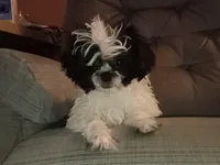 Shihtzu Boy 12, a male Shih Tzu for sale in Springfield, MO – Photo 8 of 9