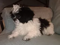 Shihtzu Boy 12, a male Shih Tzu for sale in Springfield, MO – Photo 5 of 9