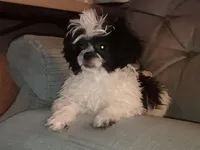 Shihtzu Boy 12, a male Shih Tzu for sale in Springfield, MO – Photo 3 of 9