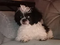 Shihtzu Boy 12, a male Shih Tzu for sale in Springfield, MO – Photo 2 of 9