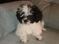 Shihtzu Boy 12, a male Shih Tzu for sale in Springfield, MO – Photo 4 of 9