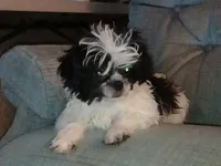 Shihtzu Boy 12, a male Shih Tzu for sale in Springfield, MO – Photo 7 of 9