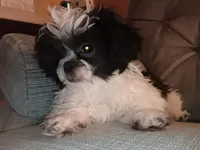 Shihtzu Boy 12, a male Shih Tzu for sale in Springfield, MO – Photo 9 of 9