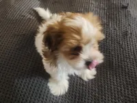 processed/d556be42-26da-4a87-aa8f-3d16c617ad93/listing/205f4f94-7ef4-43b5-a3dd-ecd137955e67/c38b81e8-b102-4d68-8cc0-4227cd04266e