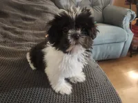 Shihtzu Girl 9, a female Shih Tzu for sale in Springfield, MO – Photo 4 of 6