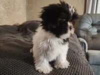 Shihtzu Girl 9, a female Shih Tzu for sale in Springfield, MO – Photo 6 of 6