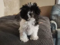 Shihtzu Girl 9, a female Shih Tzu for sale in Springfield, MO – Photo 5 of 6