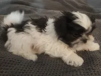 Shihtzu Boy 8, a male Shih Tzu for sale in Springfield, MO – Photo 3 of 5