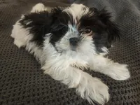 Shihtzu Boy 8, a male Shih Tzu for sale in Springfield, MO – Photo 2 of 5